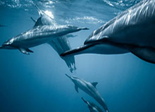 2025世俱杯-山东缺乏进攻爆点遭河南反扑 连胜终结赛季首丢球